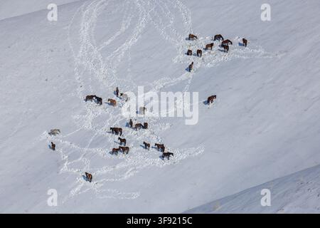 Luftaufnahme zeigt eine Herde Pferde auf einem schneebedeckten Hügel in Kirgisistan. Dunkelbraune Pferde werden beim Grasen und Stehen gesehen, mit sichtbaren Spuren i Stockfoto