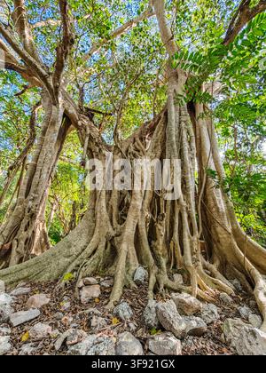 Ansicht eines massiven alten Baumes mit kunstvollen, dicken Wurzeln, die sich über felsigen Boden in einer üppigen Waldlandschaft in Izamal, Yucatan, Mexiko ausbreiten Stockfoto