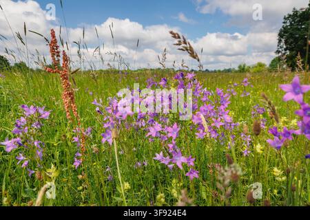 Lila Glockenblumen blühen in einer Wiese am Bug-Fluss in der Nähe von Wyszkow, Polen Stockfoto
