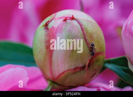 Einzige Ameise krabbelt auf einer geschlossenen rosa Pfingstrosenknospe in einem Garten Stockfoto