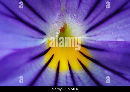 Extremer Makrodetail eines violetten und gelben Stiefmütterchen-Blütenblatts und des Zentrums Stockfoto