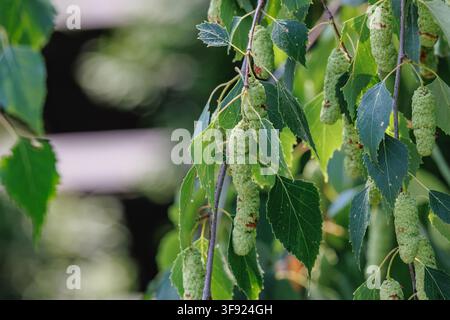 Grüne Birkenkätzchen hängen von den Ästen im Sommersonnenlicht Stockfoto