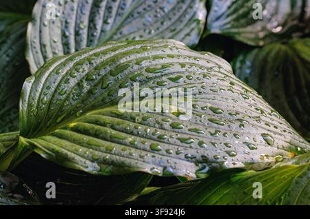 Nahaufnahme eines nassen Hostablattes, das mit Regentropfen bedeckt ist, in einem schattigen Garten Stockfoto