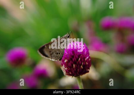 Ein Indischer Palm Bobfalter (Suastus gremius) sitzt auf einer leuchtend rosa Kugelamaranth-Blüte (Gomphrena globosa) vor unscharfer Grünvegetation. Stockfoto