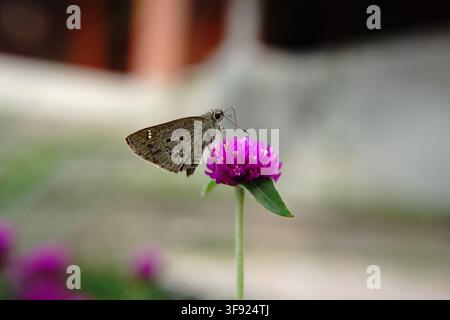 Ein Indischer Palmzirkel (Suastus gremius) ruht auf einer einzelnen lila Kugel-Amaranth-Blüte mit einem weichen, minimalistischen Hintergrund. Stockfoto