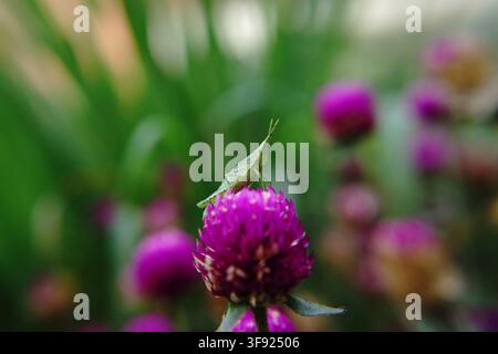 Eine grüne, schräg gesichtige Heuschrecke (Atractomorpha) sitzt auf einer lebendigen violetten Globe-Amaranth-Blüte vor einem verschwommenen Hintergrund. Stockfoto
