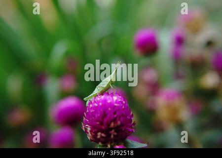 Eine grüne, schräg gesichtige Heuschreckenlarve ruht auf einer hellvioletten Globe-Amaranth-Blüte, umgeben von üppigem, verträumtem Gartenbokeh. Stockfoto