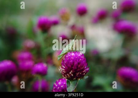 Ein kleiner grüner, schräg gesichtiger Grashüpfer sitzt auf einer leuchtend violetten Globe-Amaranth-Blüte in einer lebendigen, sanft unscharfen Gartenwiese. Stockfoto