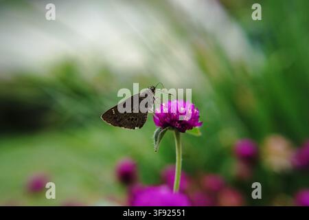 Ein Indischer PalmBobfalter (Suastus gremius) sitzt auf einer einzelnen lila Globe-Amaranth-Blüte mit langem Stiel vor dynamischem grünem Bokeh. Stockfoto