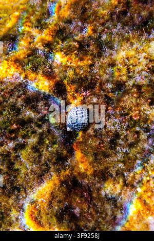 Unterwasseraufnahme einer gepunkteten Meeresschnecke, auch Leoparden-Doride genannt, die auf einem algenbedeckten felsigen Meeresboden in Ghar Lapsi, Siggiewi, Southern Region, Mal liegt Stockfoto