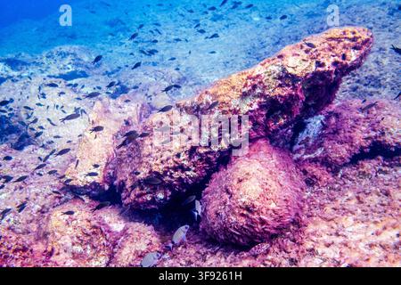 Unterwasserfoto eines Schwarms von Mittelmeer-Chromis, auch bekannt als Felsenbarsche, die um ein mit Algen bedecktes Felsriff schwimmen, mit mehreren Jungfischen Stockfoto