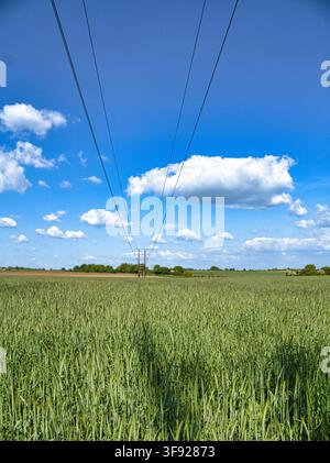 Elektrizitätsleitung über Ackerland, blauer Himmel mit flauschigen Wolken Stockfoto
