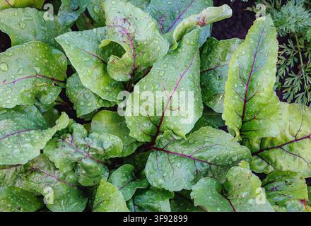 Frische grüne Rübenblätter mit Wassertropfen bedeckt auf einem Gartenfeld Stockfoto