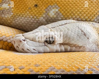 Nahaufnahme-Porträt eines Albino-Python-Kopfes, der auf gewundenen gelben Schuppen ruht Stockfoto
