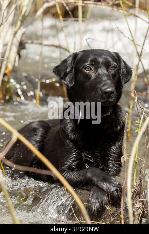 Nasser schwarzer Labradorhund entspannt sich in einem flachen Bach Stockfoto