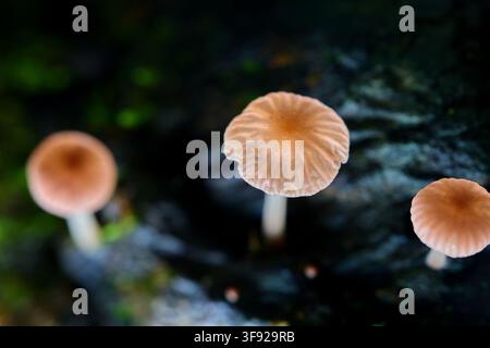 Kleine Wildpilze, die auf einem dunklen Baumstamm sprießen Stockfoto