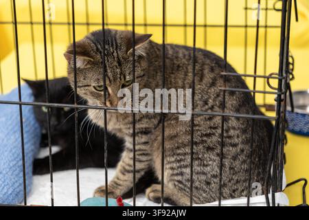 Zwei Katzengefährten ruhen in einem Drahtkäfig vor einer hellen gelben Oberfläche und unterstreichen die Bedeutung von Tierrettung, sicherem Transport von Haustieren und Wieder Stockfoto