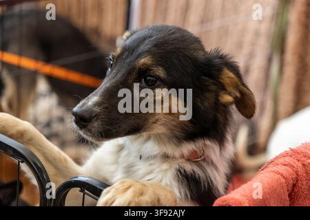 Ein entzückender junger Hund blickt intensiv von hinter einem Käfiggehege hervor und zeigt weiche Gesichtszüge und einen sanften Ausdruck, der die emotionale Bindung einfängt Stockfoto