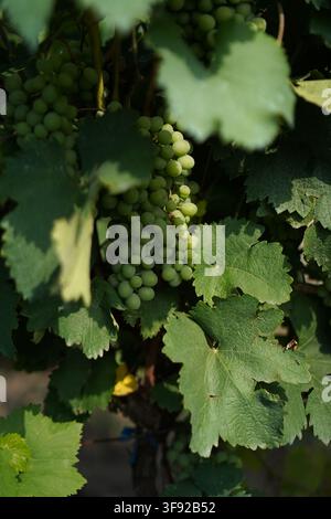 Sonnenbeschienene grüne Trauben, die an einer belaubten Rebe hängen Stockfoto
