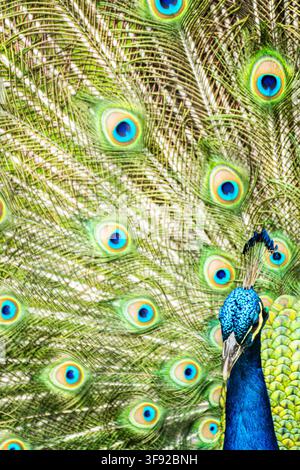 Ein farbenfroher Pfau zeigt sein volles Federkleid Stockfoto