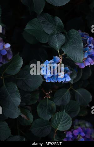 Dramatische blaue Hortensien mit dunklen Blättern Stockfoto