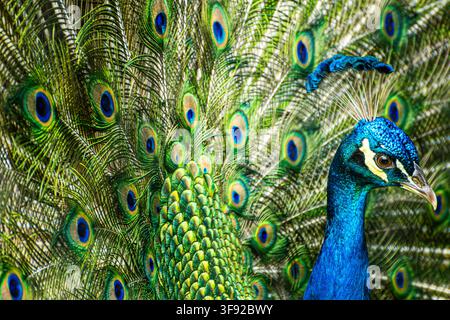 Majestätischer blauer Pfau zeigt sein schönes Federkleid Stockfoto