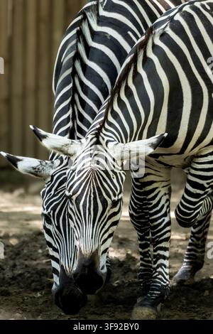 Nahaufnahme von zwei Zebras, die gemeinsam grasen Stockfoto