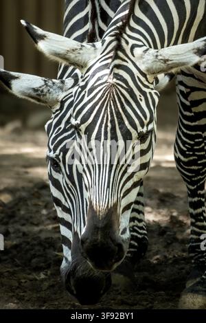 Nahaufnahme-Porträt von zwei Zebras, die zusammenstehen Stockfoto