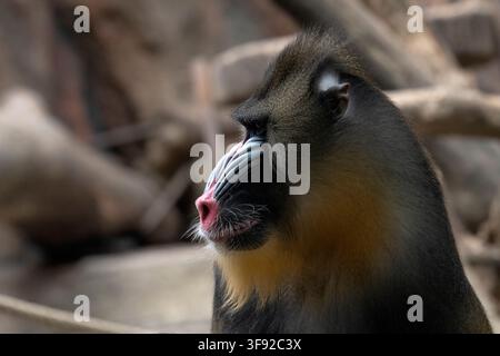 Seitenansicht eines farbenfrohen männlichen Mandrills Stockfoto