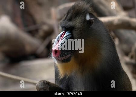 Seitenansicht eines ernst dreinblickenden Mandrills Stockfoto