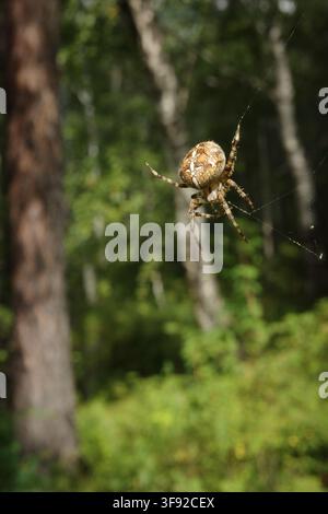 Korbspider hängt in ihrem Netz in einem Wald Stockfoto