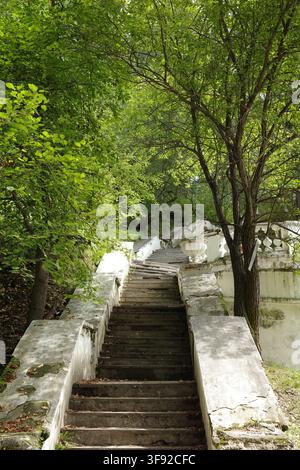 Alte vergessene Treppe windet sich durch üppige grüne Bäume Stockfoto