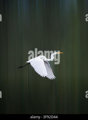 Eleganter Silberreiher im Flug mit Bewegungsunschärfe Stockfoto