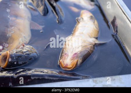 Lebende Karpfenfische ruhen in einem flachen Metallbehälter, präsentieren rohe Wasserprodukte für den Einzelhandel in einer Marktsituation und betonen natürliche Lebensmittel Stockfoto