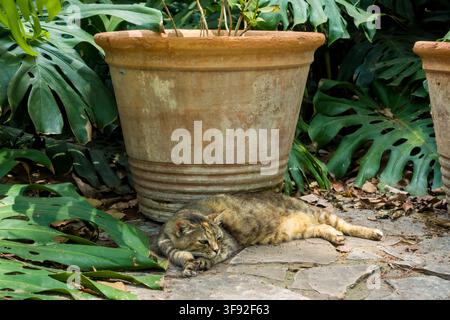 Herrenloses Katzen schläft neben einer Dracaena-Pflanze in einem Park Stockfoto