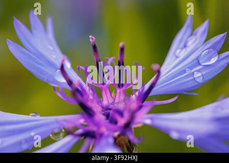 Makroaufnahme einer blauen Kornblume mit Wassertropfen Stockfoto