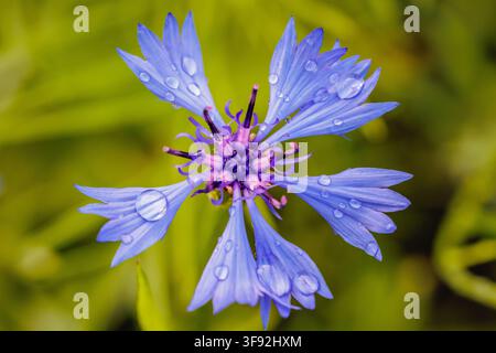 Nahaufnahme einer blauen Kornblume mit Wassertropfen im Garten Stockfoto