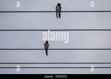 Zwei Schwalben, die auf Stromleitungen vor einem klaren Himmel in Polen sitzen Stockfoto