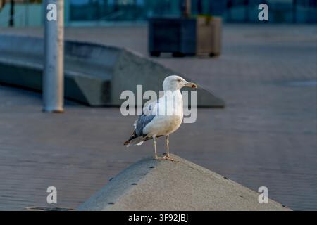 Möwe, die allein auf einer Betonstruktur in der städtischen Umgebung steht, Nahaufnahme des Profils eines Meeresvogels Stockfoto