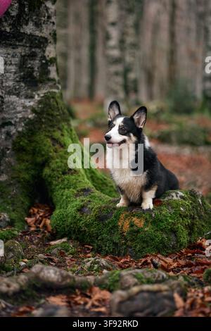 Ein Cardigan Welsh Corgi sitzt entspannt neben einem großen Baum. Der Waldboden ist mit Blättern und Moos bedeckt. Stockfoto