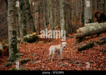Ein Mischlingshund geht zwischen orangefarbenen Blättern und gefallenen Baumstämmen im Wald. Die erdige Umgebung unterstreicht das friedliche Gefühl der Herbstlandschaft. Stockfoto