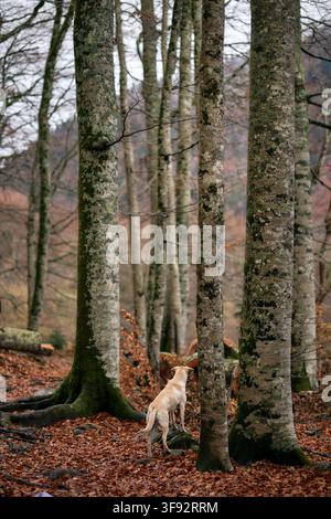 Ein cremefarbener Mischlingshund steht neben hohen Stämmen in einem mit Blättern bedeckten Wald. Die Herbstszene zeigt ruhiges Licht und weichen, erdigen Boden. Stockfoto