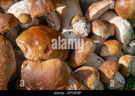 Die Holzkiste auf dem Bild ist gefüllt mit frisch gesammelten Porcini (Boletus). Stockfoto