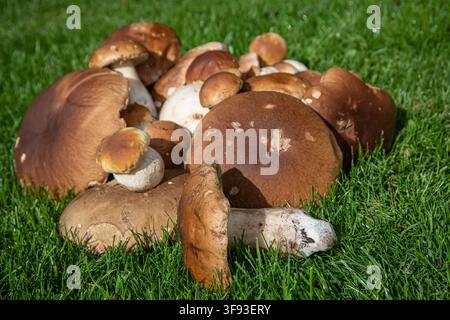 Die Holzkiste auf dem Bild ist gefüllt mit frisch gesammelten Porcini (Boletus). Stockfoto