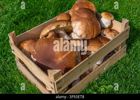 Die Holzkiste auf dem Bild ist gefüllt mit frisch gesammelten Porcini (Boletus). Stockfoto