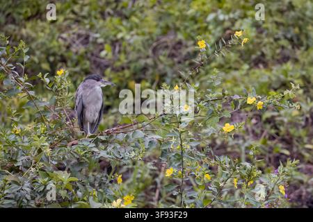 Schwarzkrönchen-Nachtreiher, der in einem Busch in Porto Jofre Pantanal Brasilien sitzt Stockfoto