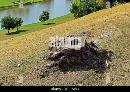 Gefällter Baumstamm auf dem Gras in Rio de Janeiro, Brasilien Stockfoto