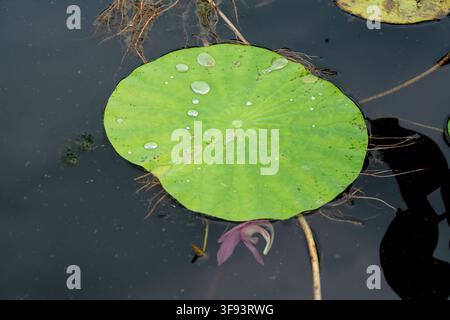 Ein breites grünes Lotosblatt schwebt auf dunklem Wasser mit klaren Tröpfchen, die auf seiner wasserabweisenden Oberfläche ruhen. Stockfoto