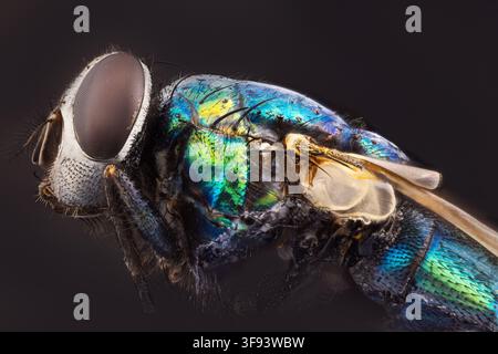 Extrem-Makro-Porträt einer grünen Fliege mit metallischer Iridiszenz auf schwarzem Hintergrund Stockfoto