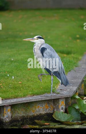 Grauer Reiher steht auf einer Holzplattform, in einer grasbewachsenen Fläche mit Seerosen und einer Holzplattform, Seerosen, Gras, aus einer Seitenansicht p Stockfoto